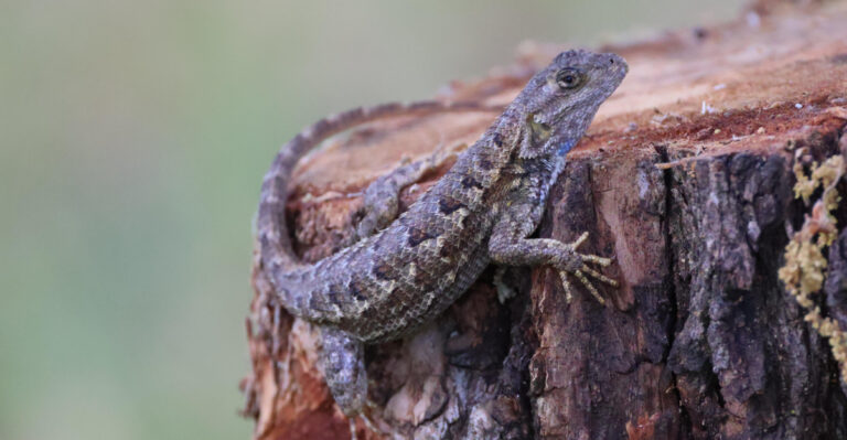 What It Really Means When Western Fence Lizards Start Showing Up Around Oregon Yards