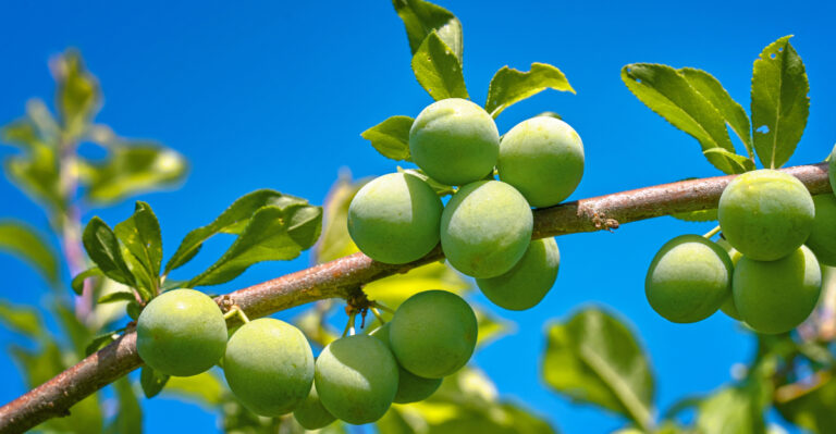 How Colorado Gardeners Can Grow A Plum Tree That Fruits Reliably