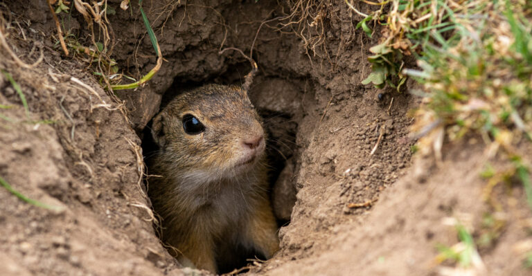 How California Homeowners Keep Ground Squirrels From Turning Yards Into Digging Zones