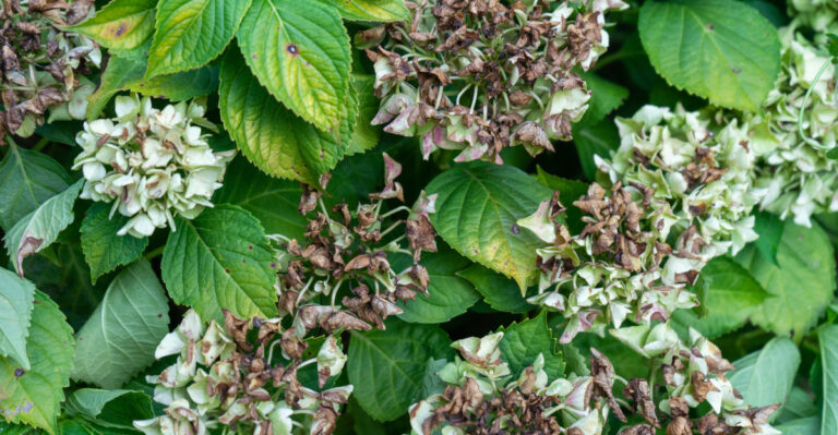 What Oregon Hydrangeas Need After A Heat Wave To Recover Before Fall