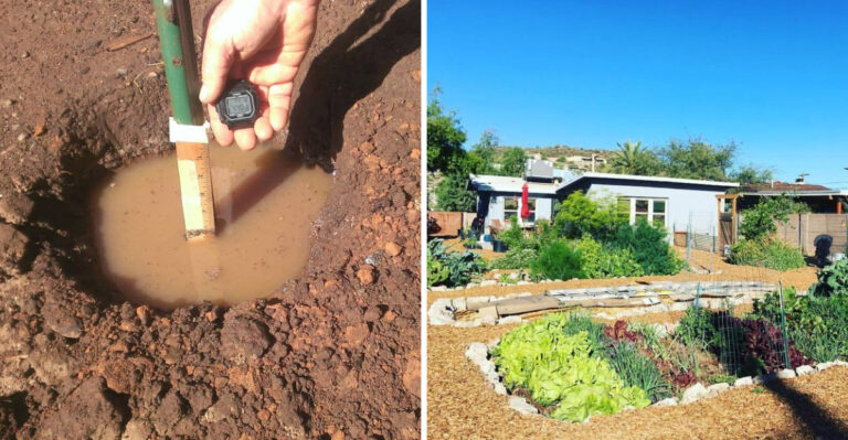 The One Place Arizona Gardeners May Want To Avoid Planting This Fall