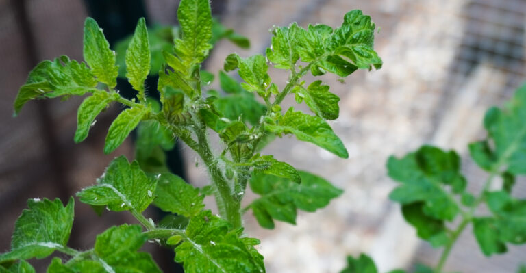 Are These Tiny Pests Destroying Your Georgia Tomatoes Right Now?