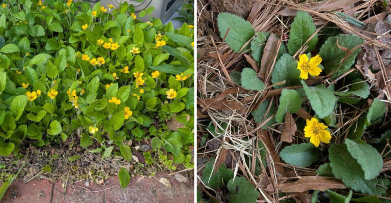 This Georgia Native Plant Can Help Keep Sloped Yards From Washing Out