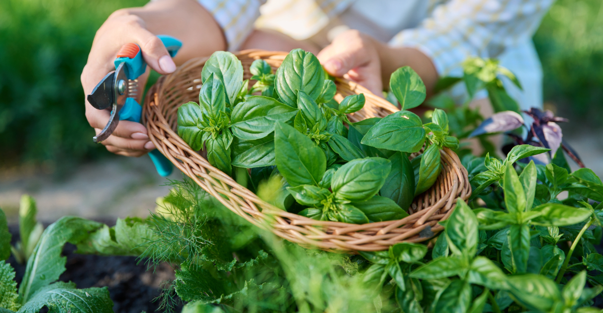 basil (featured image)