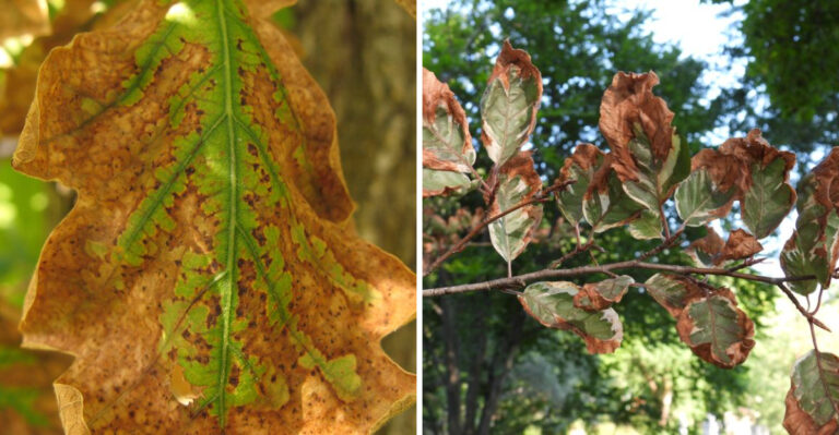 Never Apply This To North Carolina Shrubs Above 90 Degrees Or The Leaves Will Burn