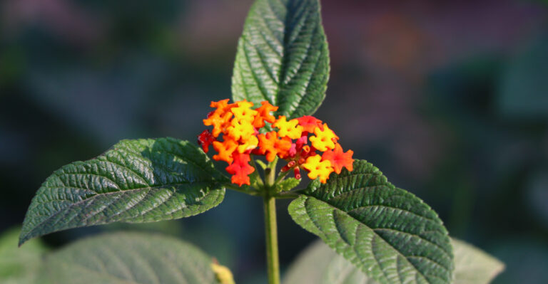 9 Lantana Tasks Maryland Gardeners Should Never Skip In August If They Want Blooms Through Fall