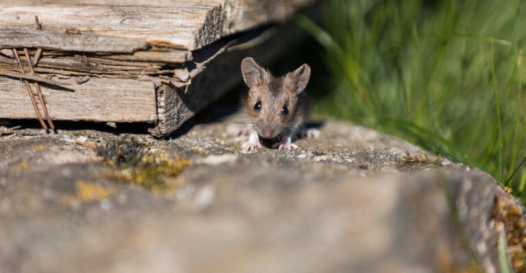 These California Yard Mistakes Can Attract More Mice To Your Home