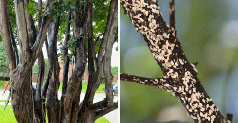 The One Thing You Must Do To Crape Myrtles In Texas Before August Is Over