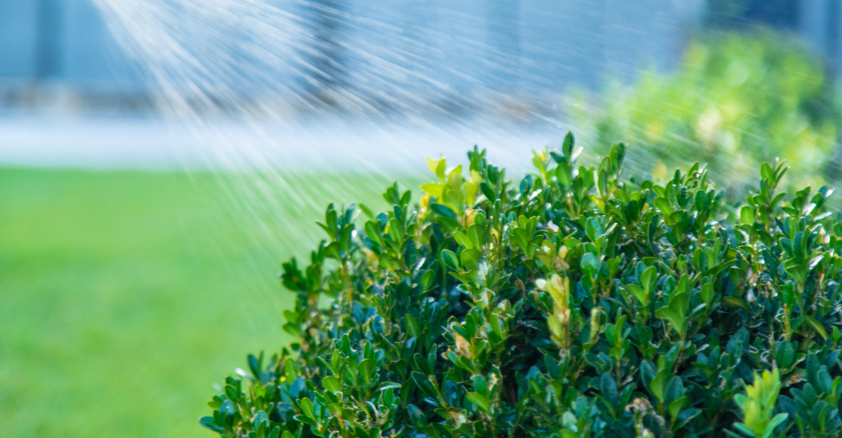watering boxwood