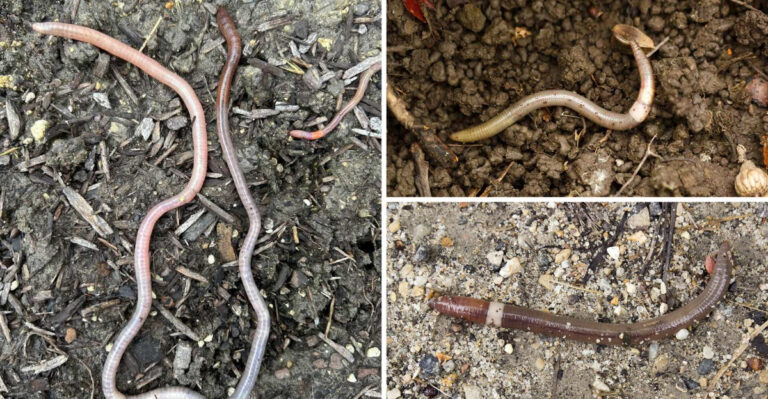 The Soil Invader Turning Massachusetts Garden Beds Into Coffee Grounds