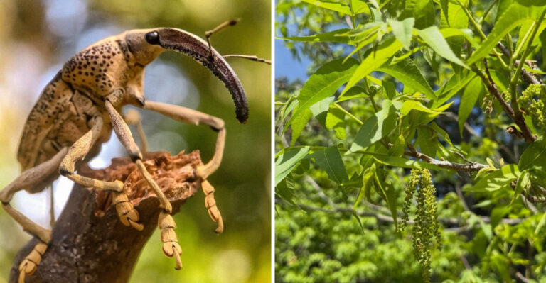 Don’t Miss The Narrow Window To Protect Your Georgia Pecans From Weevils