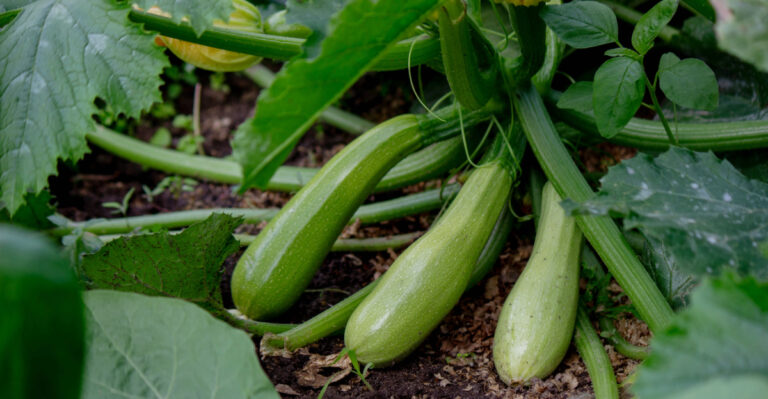 August Watering Mistakes Are Why Oregon Zucchini Turns Bitter