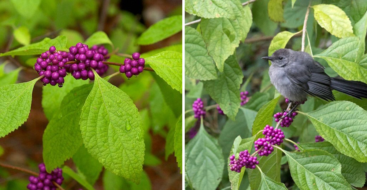 american beautyberry and a songbird