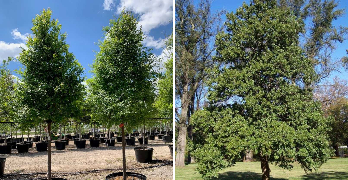 cedar elm tree