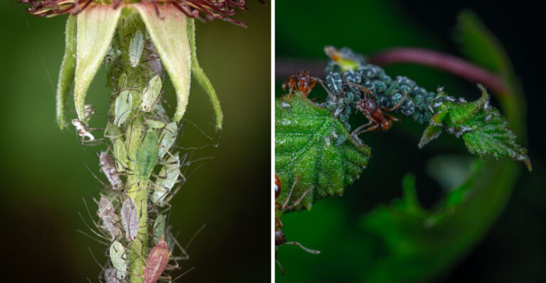 The Hidden Pests Affecting Your Illinois Garden