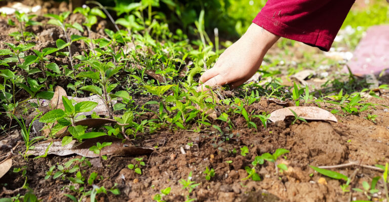 The Bare Patch In Michigan Garden Beds That Lets August Weeds Win Before You Notice