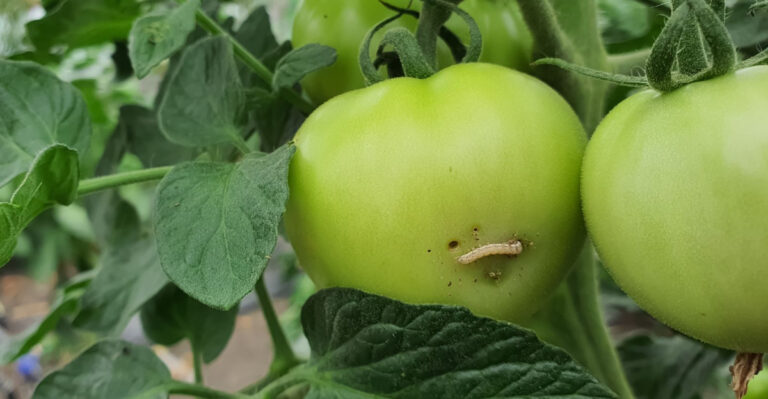 This Pest Is Going After California Tomatoes And Peppers Right Now