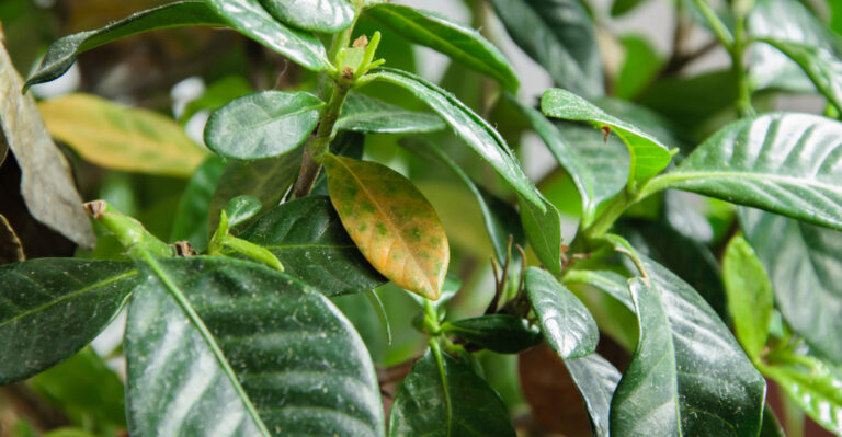 This Is How To Revive Heat-Damaged Gardenia Plants In California