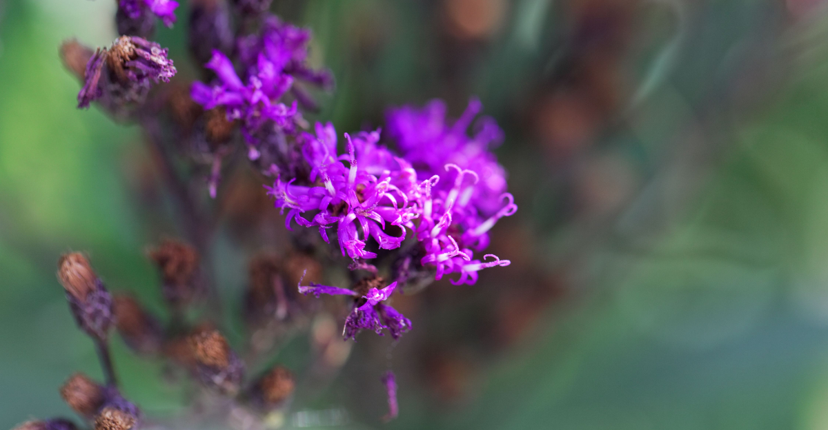 Tall Ironweed (featured image)