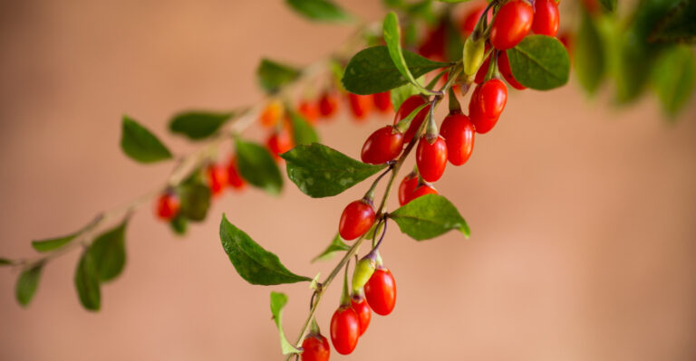 Wolfberry (featured image)