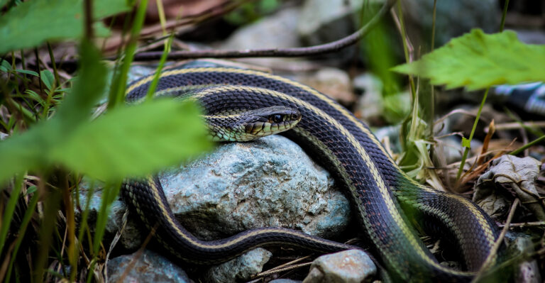 garter snake