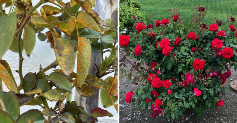 Why Oregon Roses Stop Blooming In August (And What To Do Instead)