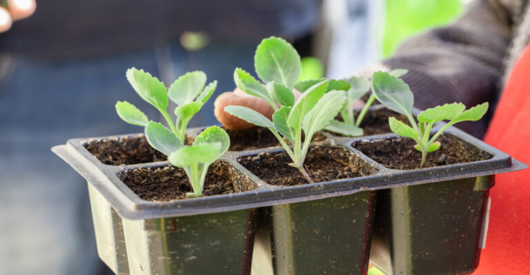 Cabbage seedlings