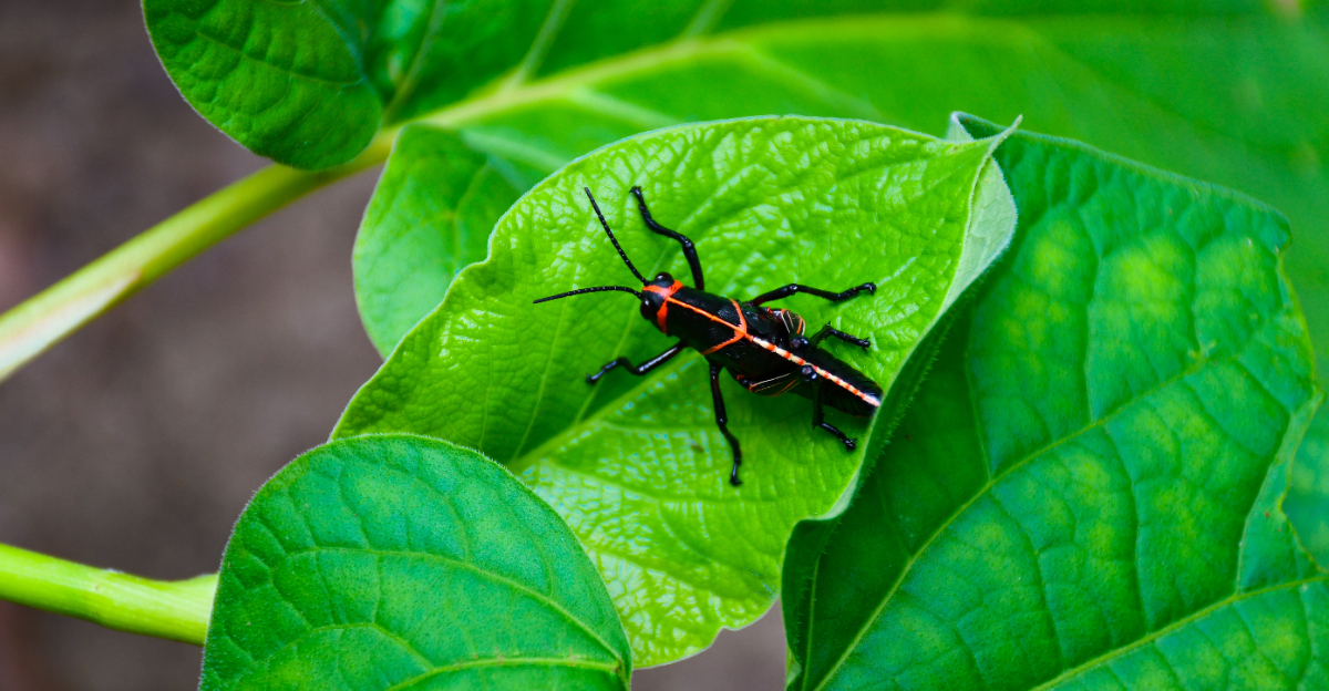 Lubber Grasshopper