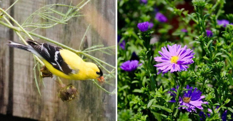 The Ohio Flowers Worth Leaving Standing For Chickadees And Finches