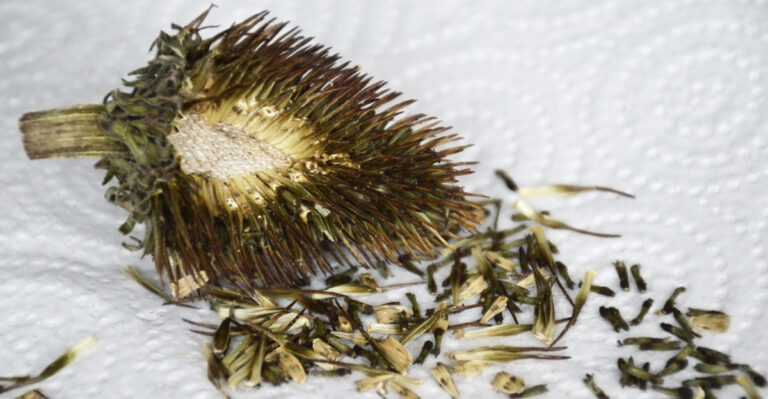 How And When To Harvest Coneflower Seeds In Montana For A Bigger Bloom Next Year