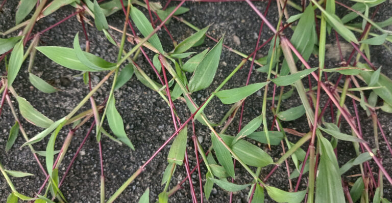 This Grass Looks Harmless, But It’s Taking Over Massachusetts Gardens