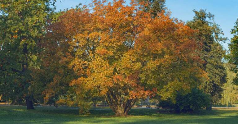 This Compact Tree Is A Cold-Hardy Japanese Maple Alternative For Michigan Front Yards