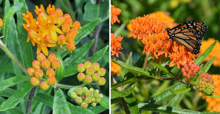 The Michigan Native Plant That Turns A Hot Sidewalk Strip Into A Pollinator Stop