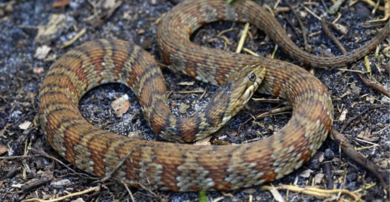 Why Florida Homeowners May Start Seeing More Snakes In Their Yards This September