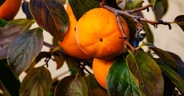Persimmon tree (featured image)
