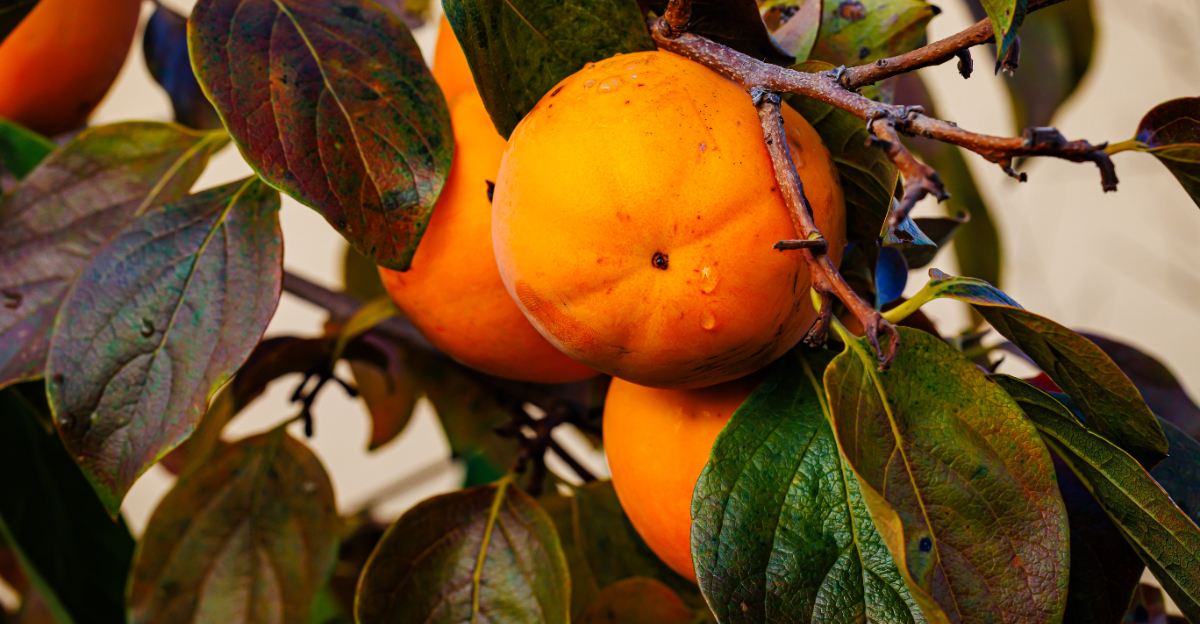 Persimmon tree (featured image)