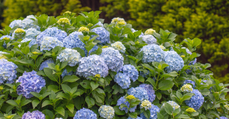 18 Simple Habits To Get Your Hydrangeas Blooming Again This Summer