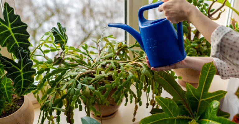 This Summer Watering Mistake Can Leave Christmas Cactus Limp