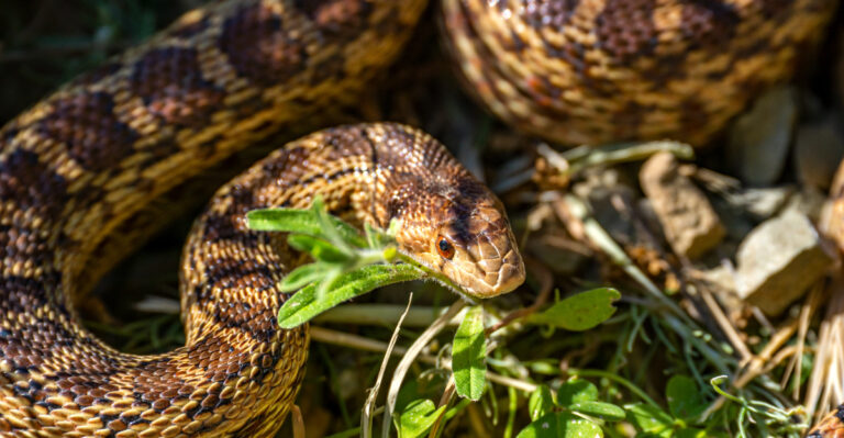 This Common California Snake Is Often Mistaken For A Rattlesnake