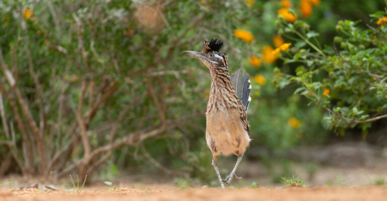 Roadrunner (featured image)