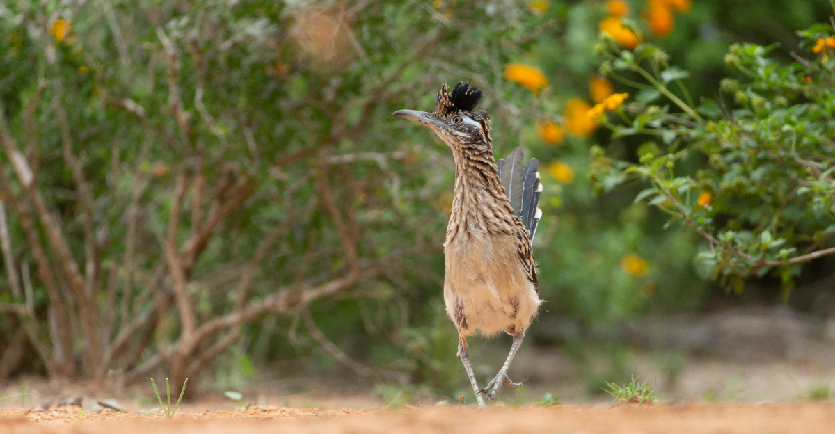 Roadrunner (featured image)