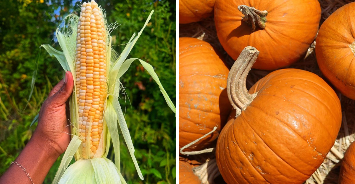 corn and pumpkin
