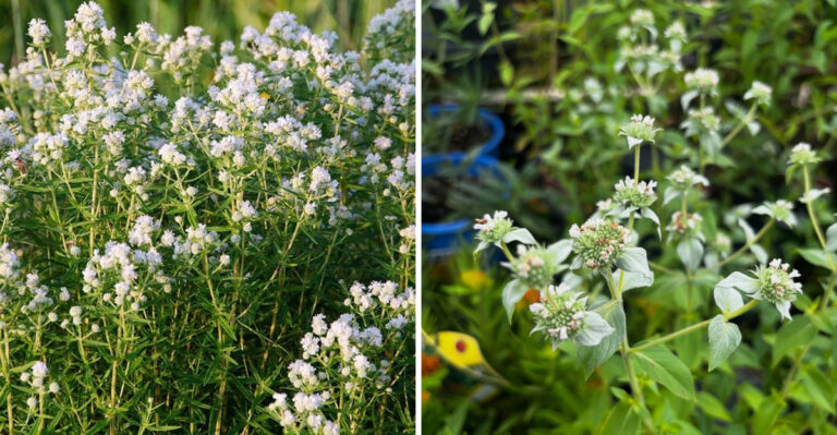 clustered mountain mint
