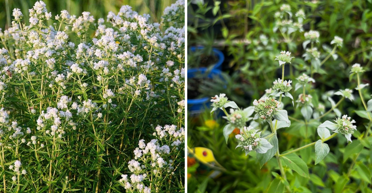 clustered mountain mint