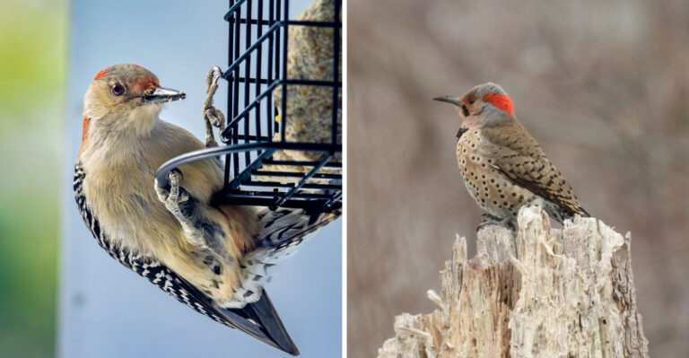 What It Means When A Woodpecker Visits Your Pennsylvania Garden Every Morning