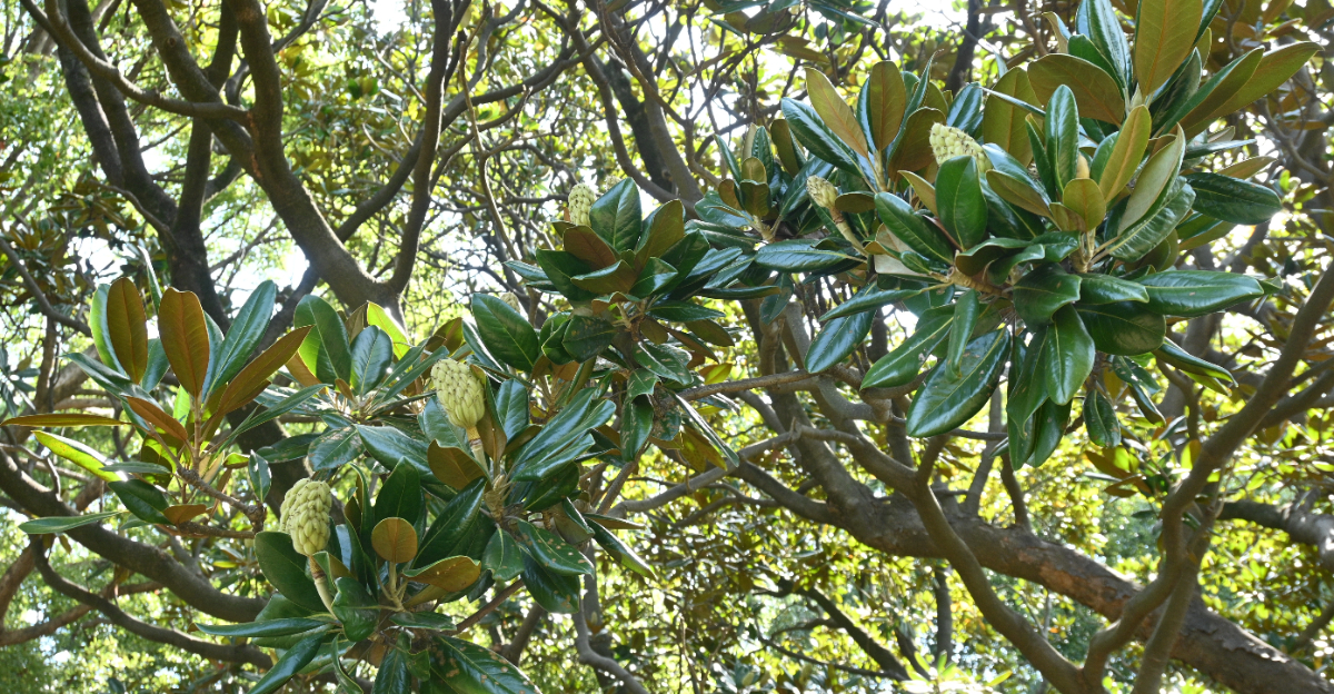 southern magnolia