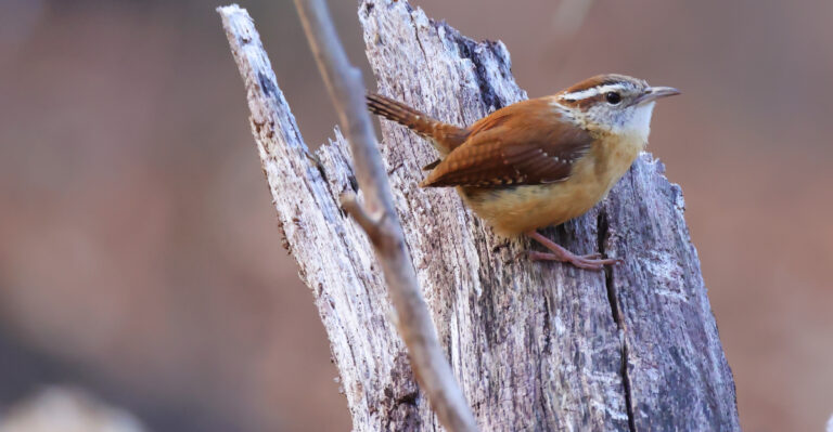 carolina wren