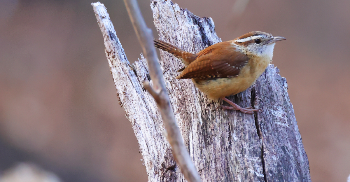 carolina wren
