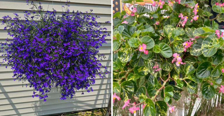 7 Best Hanging Basket Plants For Shaded Arizona Patios