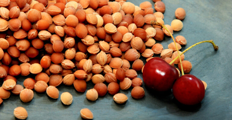 How To Grow A Cherry Tree From A Pit And What Utah Gardeners Should Expect